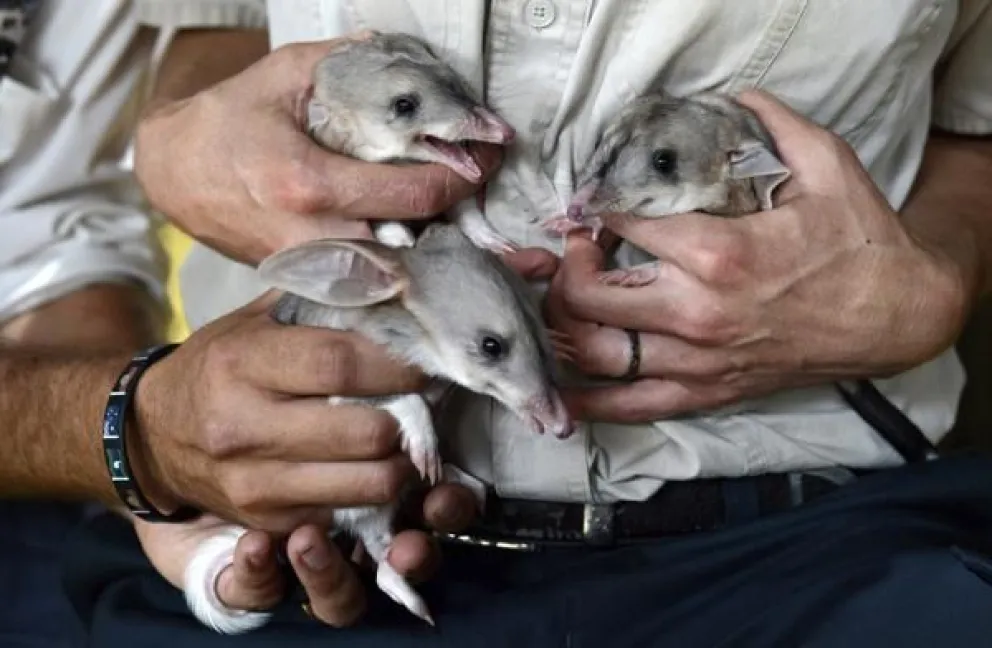 En la imagen de archivo, tres crías de bandicuts son presentados en el Dreamworld en Queensland (Australia). Tres especies de estos pequeños marsupiales omnívoros de hocico alargado, orejas grandes y cola peluda se han extinguido. EFE/ Dan Peled