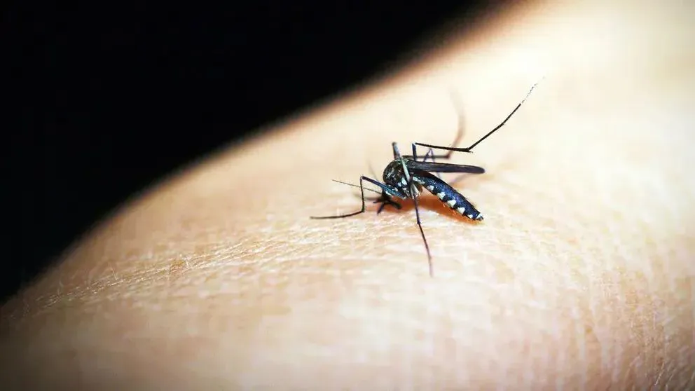 El mosquito Aedes Aegypti transmite el chikungunya. FOTO: Pixabay
