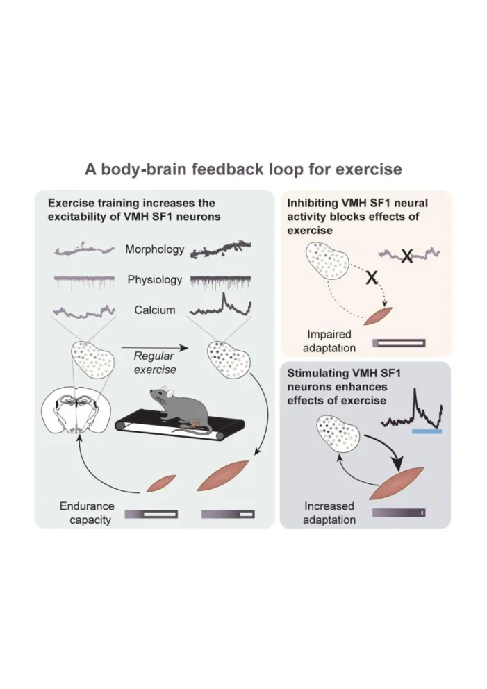 En el gráfico, cedido por la revista Neuron, se explican los experimentos llevados a cabo con ratones. Foto: EFE