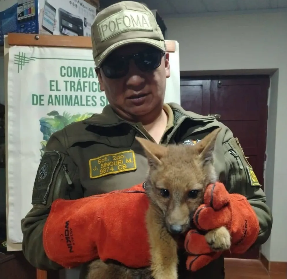 El animal silvestre que fue rescatado por Pofoma. Foto: Policía Forestal