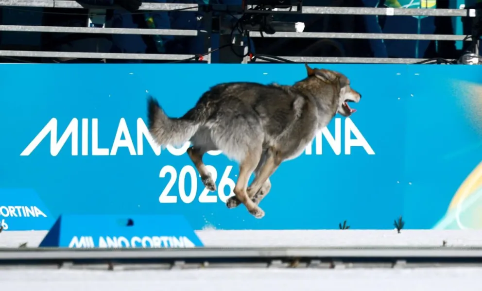 El perro lobo que se ha convertido este miércoles en el protagonista inesperado de la jornada en los Juegos Olímpicos de Invierno de Milán Cortina 2026, al irrumpir en la clasificación del sprint femenino libre por equipos de esquí de fondo. Foto: EFE