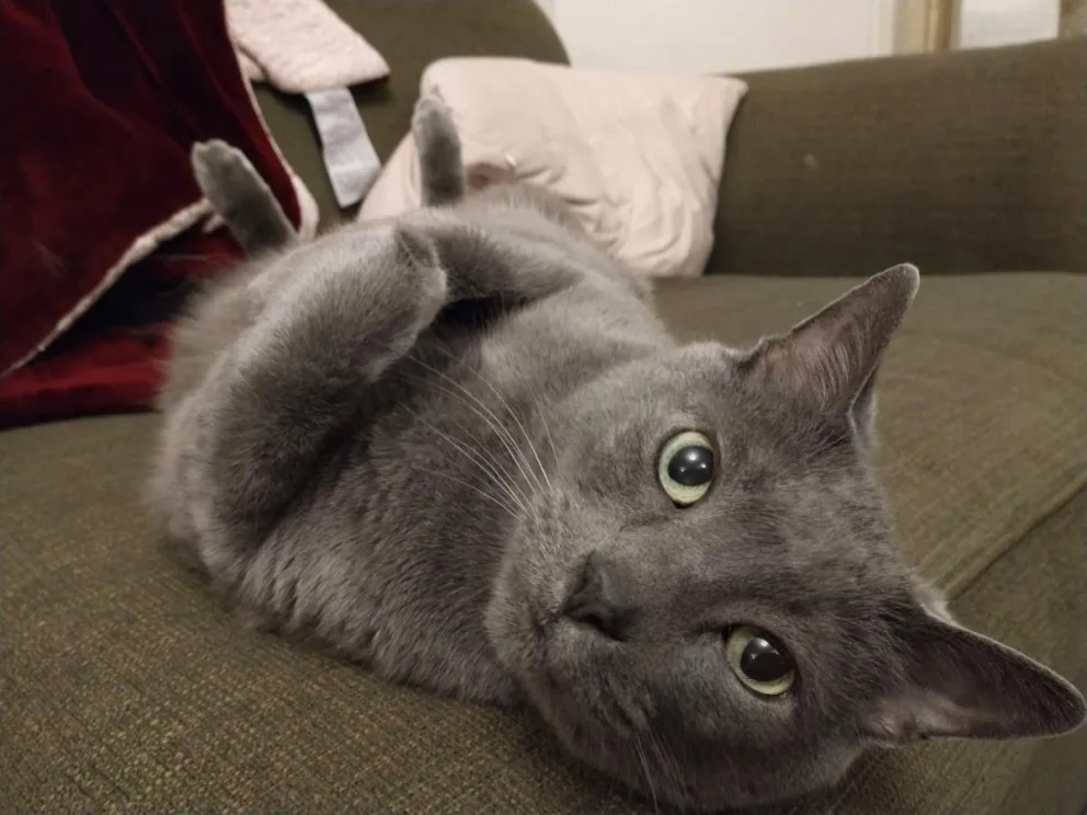 Imagen del gato propiedad del investigador Geoff Wood. Crédito: Geoff Wood