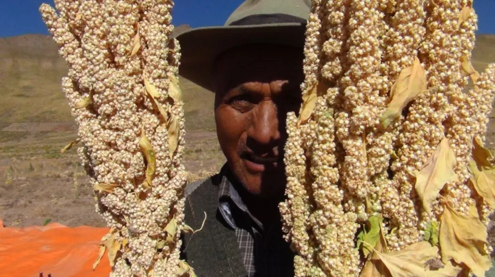 Las comunidades Chalgua y Aguaquiza producen quinua real en el Altiplano Sur boliviano. Foto: FAO