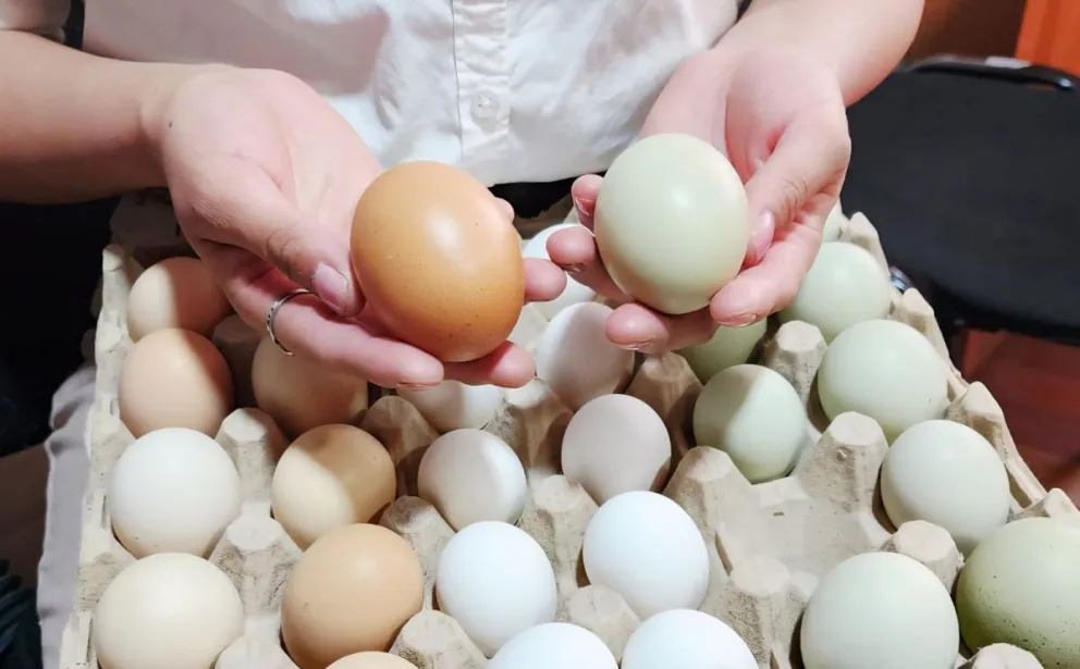  Los huevos de colores se venden hasta en Bs 35 el maple y suelen agotarse rápidamente. Foto: UMSA