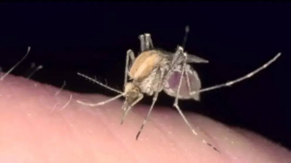 El nuevo genotipo del mosquito que contagia de chikungunya provoca la meningitis, según el responsable de Epidemiología del municipio de Santa Cruz, Cristhian Quiroga. Foto: Red UNO