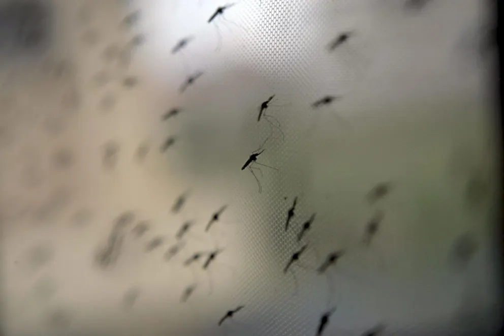 Mosquitos de la especie Anopheles, en una fotografía de archivo. Foto: EFE