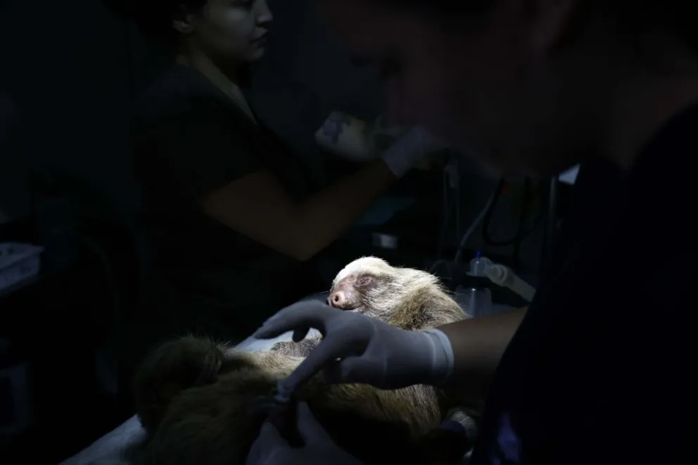 Fotografía que muestra a Santi, un perezoso juvenil víctima de quemaduras por electricidad en extremidades y cabeza, es atendido en el Rescate Wildlife Rescue Center este 23 de febrero de 2026, en Alajuela (Costa Rica). Foto: EFE