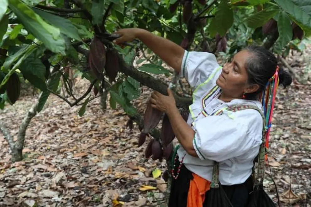 Una mujer trabaja en un cultivo de cacao del Perú, en una imagen de archivo. EFE/ Paolo Aguilar
