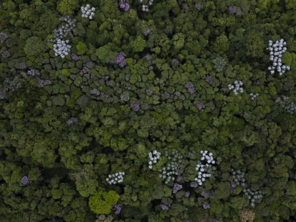 Fotografía de archivo de un bosque tropical en Brasil. Foto: EFE