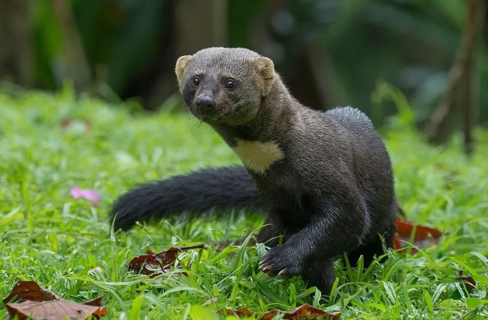 La tayra (Eira barbara), conocida en Bolivia como “melero” y en el sur del país como “tocoro”. Foto: SERNAP