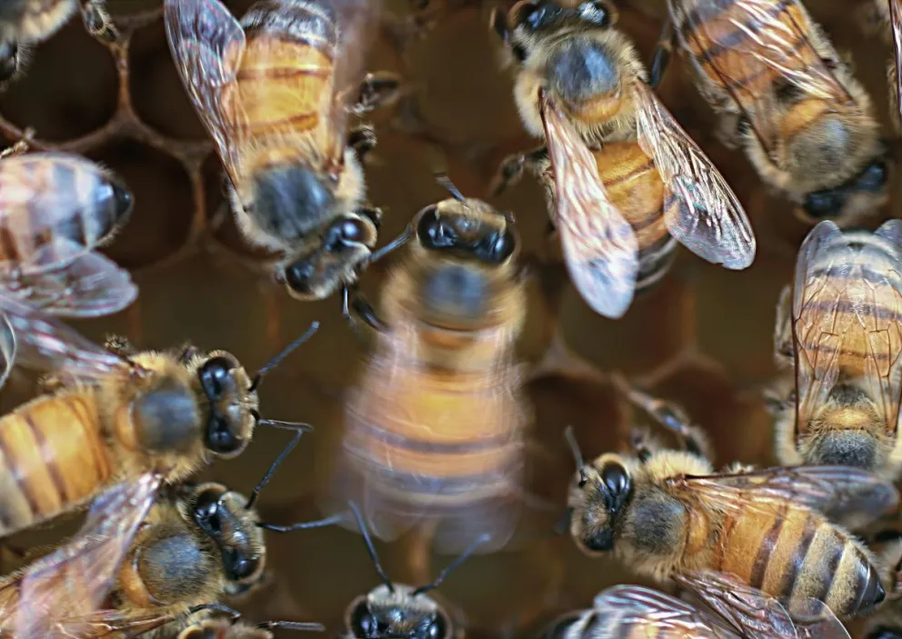 Una abeja melífera que baila (en el centro) está rodeada por un público de "seguidoras" que interpreta con atención los movimientos de la ultrarrápida danza del meneo. Foto: EFE 