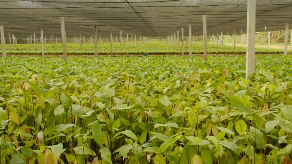 Palos Blancos, es un municipio agroecológico, libre de actividad minera, y destaca por la producción ecológica de cacao. Foto Fundación Solón. 