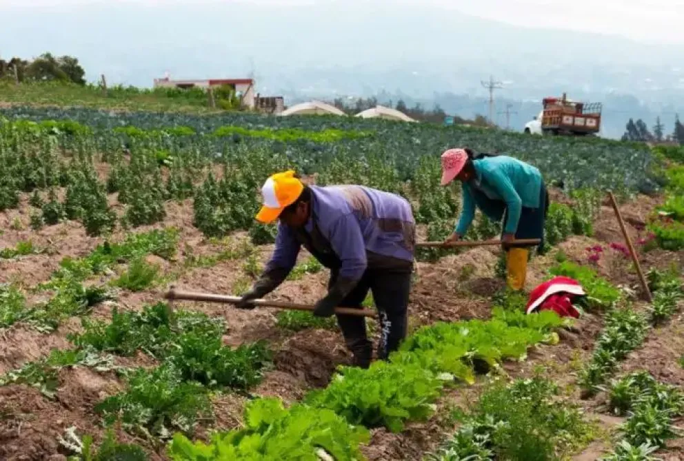 Una vez que el proyecto de Ley 157 sea promulgado por el presidente, Rodrigo Paz, los pequeños propietarios de tierras campesinas a solicitar el cambio a mediana propiedad. Foto: Sumando Voces