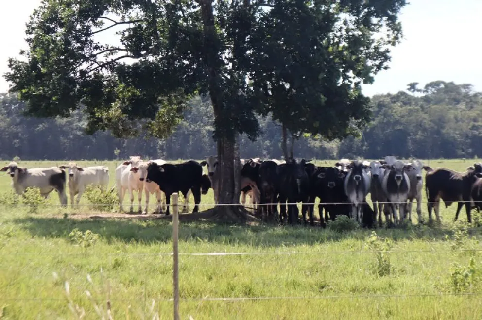 Las 11 organizaciones que firman el documento, advierten que el proyecto de Ley 157de conversión de pequeña propiedad campesina a mediana, sienta las bases para una reconcentración de la propiedad de la tierra en el país. Foto: Fundación Tierra