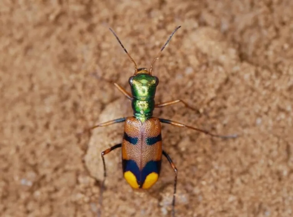 El escarabajo tigre de la Chiquitania. Foto: Uproar
