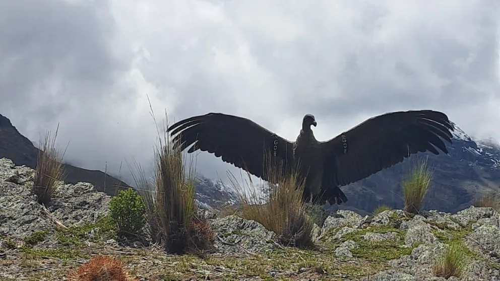 El cóndor que fue rescatado en una comunidad de Palca el 1 de febrero. Foto: Visión 360