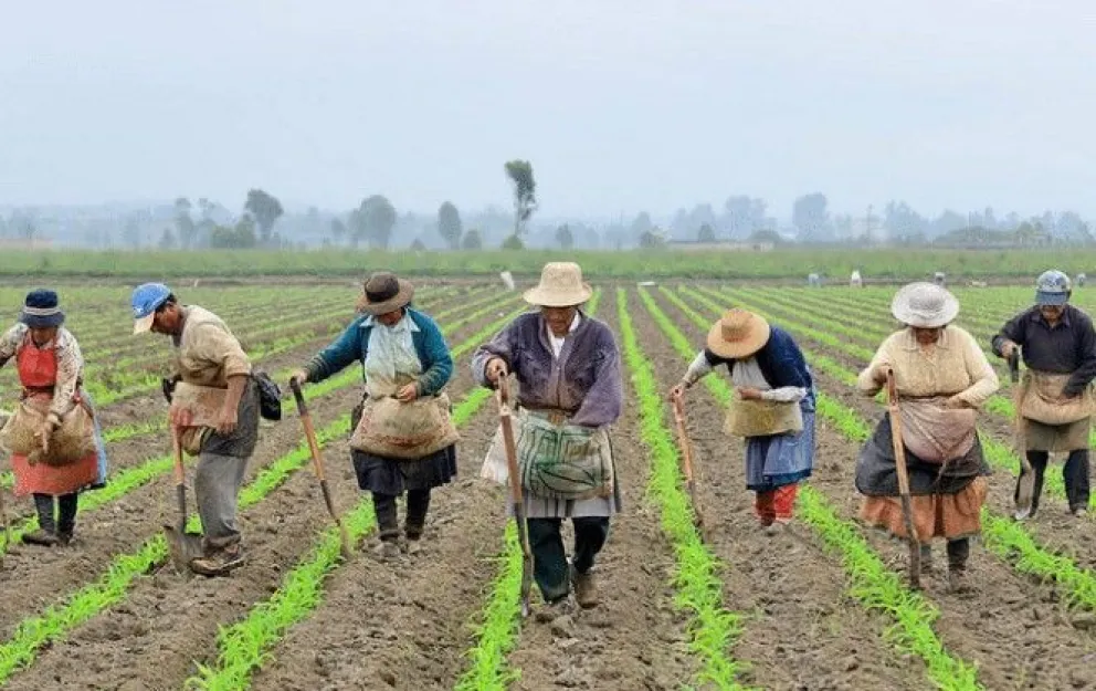 Campesinos siembran. Foto: Corporación Nuevo Arco Iris