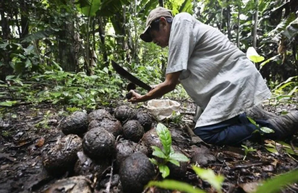 Agricultura en tierras bajas. Foto: UDG Tv