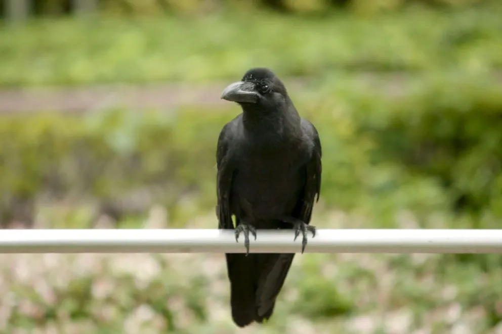 En la imagen de archivo, un cuervo descansa sobre una barandilla en un parque de Tokio (Japón). Foto: EFE