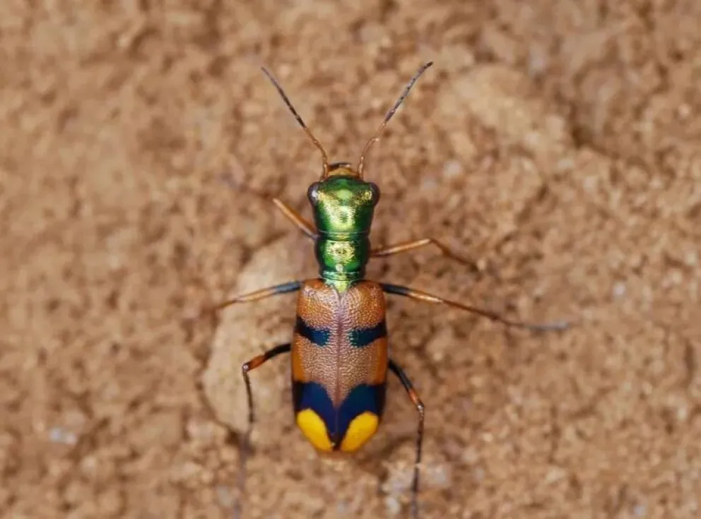 La competencia reunió a ejemplares en riesgo de extinción de diversas partes del mundo. 