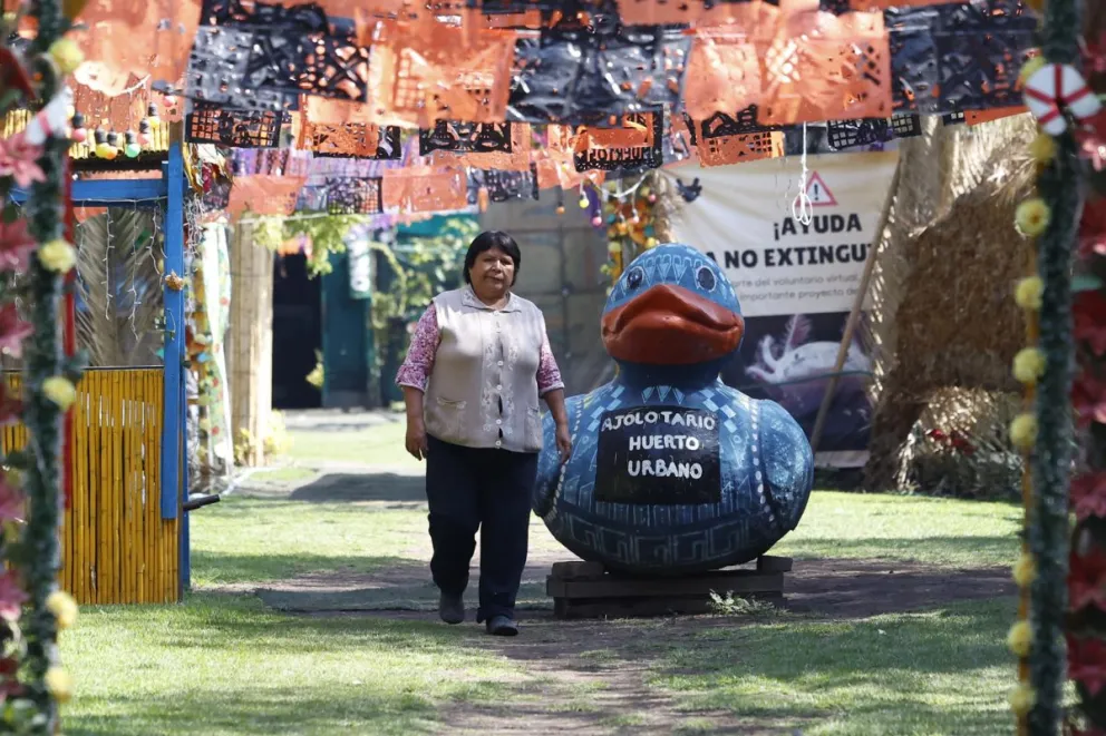 La encargada de resguardar un ajolotario de Xochimilco, Josefina González posa este lunes, en Ciudad de México (México). Foto: EFE