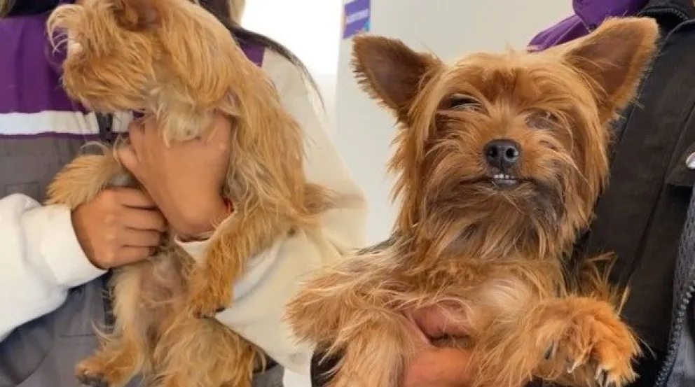 La intervención se llevó a cabo en un inmueble ubicado en inmediaciones de la avenida Circunvalación y la calle Atahualpa, en la zona de Cala Cala. Foto: Captura