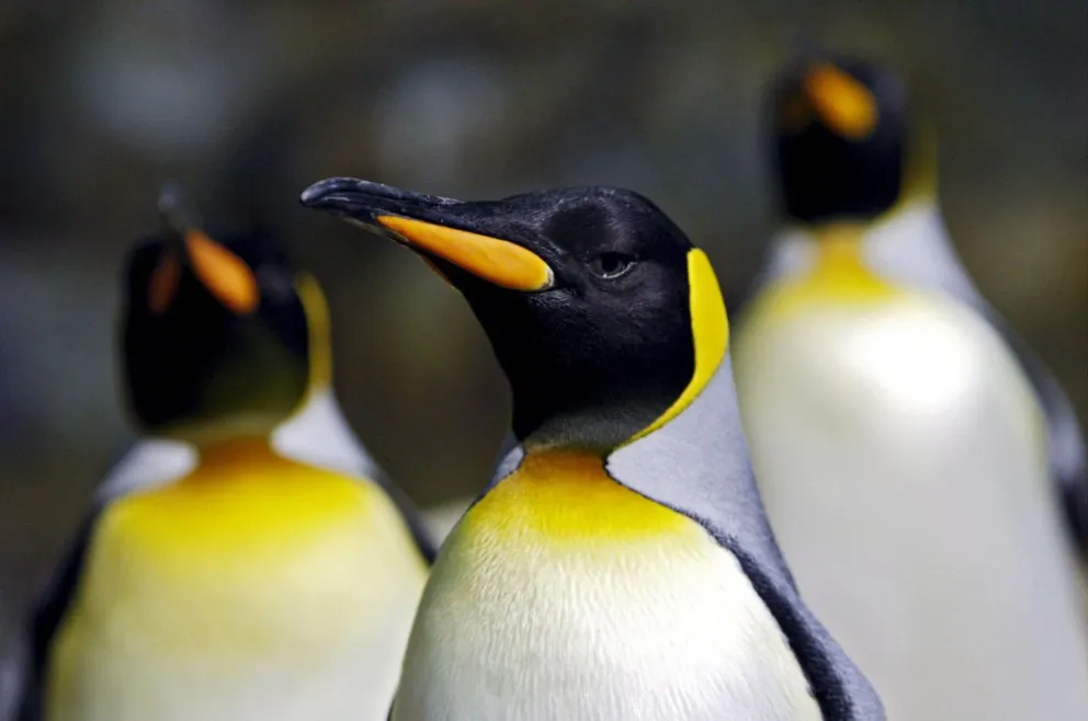 Varios pingüinos emperadores, en una fotografía de archivo. Foto: EFE