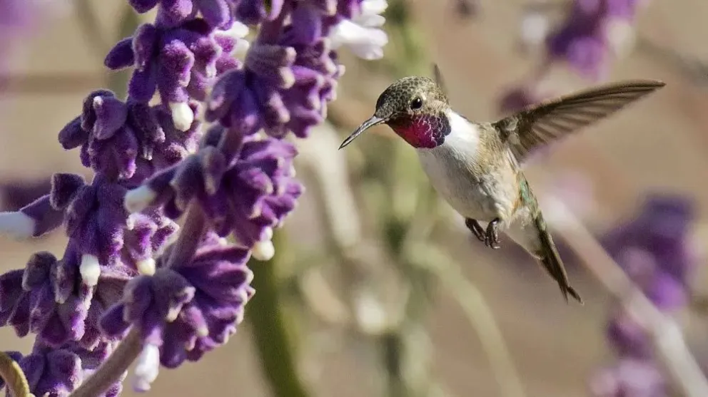 Fotografía: GAMI stock / iStock