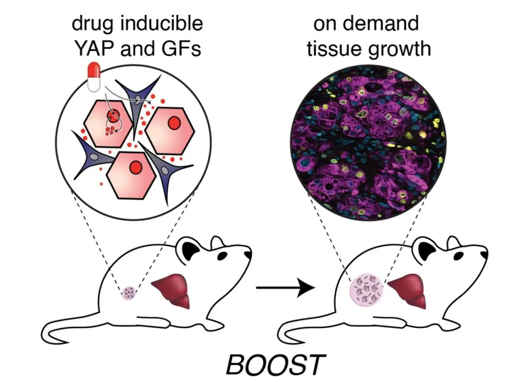 La estrategia genética "BOOST" integra herramientas de ingeniería de tejidos y biología sintética para permitir el crecimiento de hígado "bajo demanda" dentro del cuerpo. . En ratones, BOOST dio lugar a un crecimiento hepático robusto y saludable. EFE