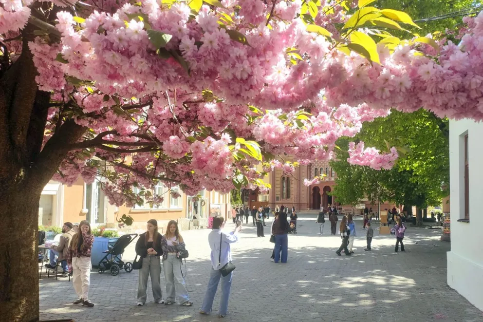 Miles de ucranianos huyen del estrés de los ataques aéreos rusos diarios para admirar la floración de miles de cerezos. Foto EFE