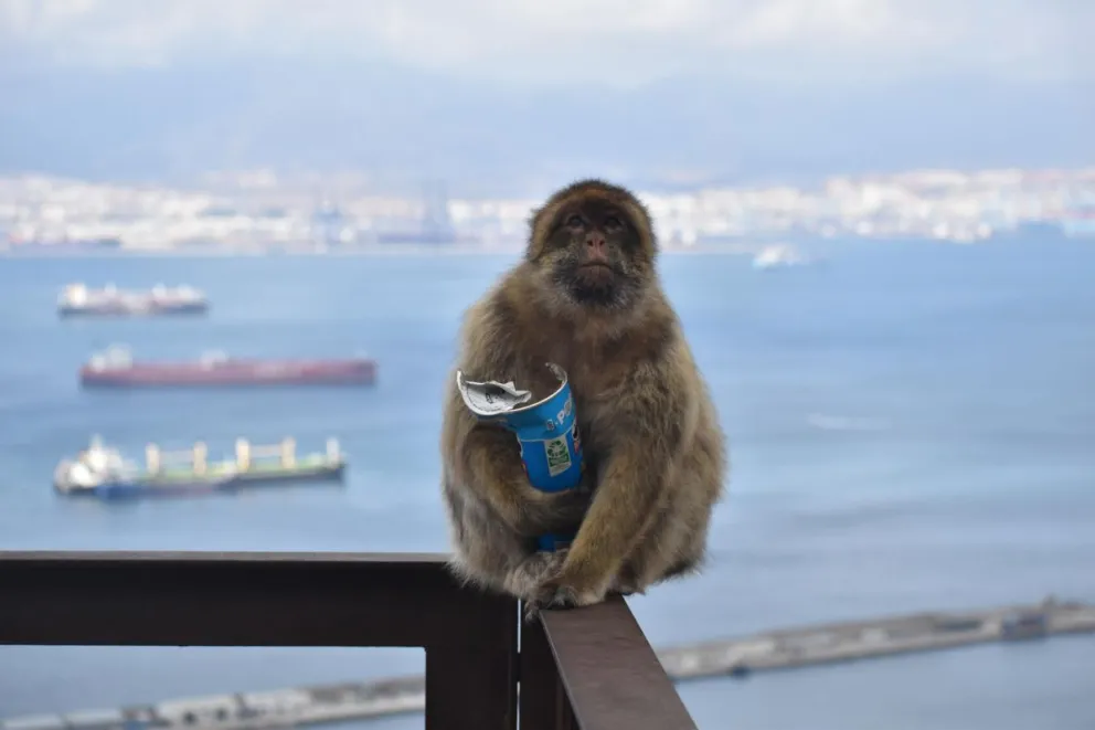 Los monos de Gibraltar, la única población de macacos que vive en libertad en Europa, han comenzado a comer tierra, y los investigadores han sugerido que lo están haciendo para contrarrestar el consumo excesivo de comida humana. Foto: EFE 