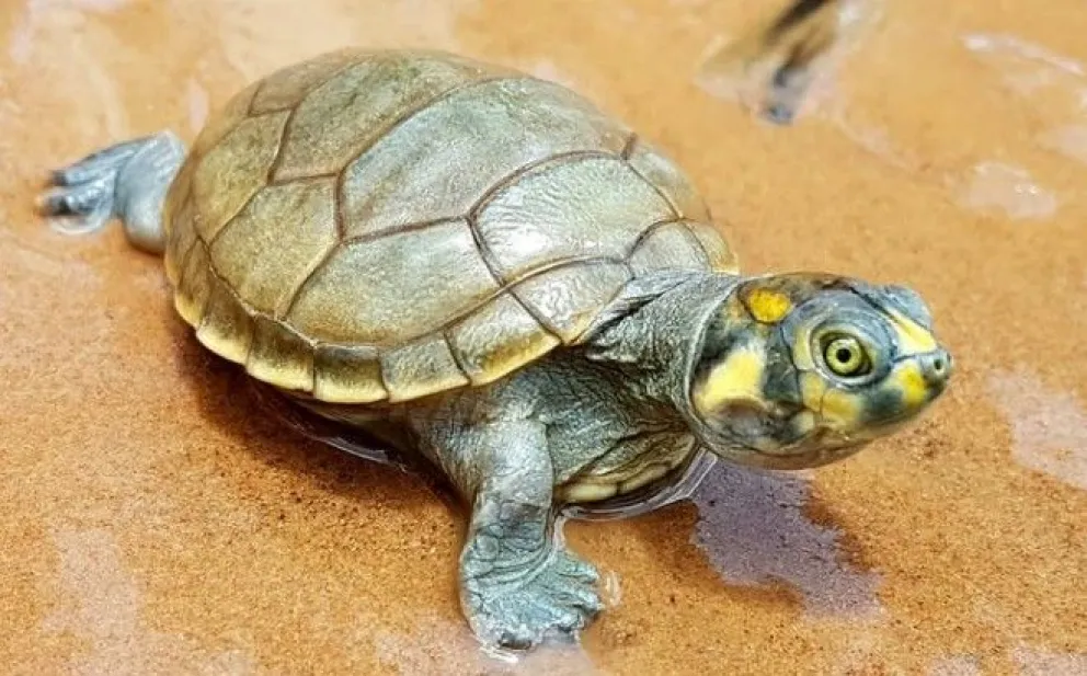 Tortuga de agua dulce. Foto: VRHR