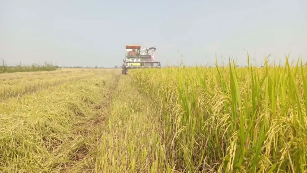 La escasez de combustible y fertilizantes y el aumento de costes amenazan la seguridad alimentaria del mundo y en particular de Asia. Foto: EFE 