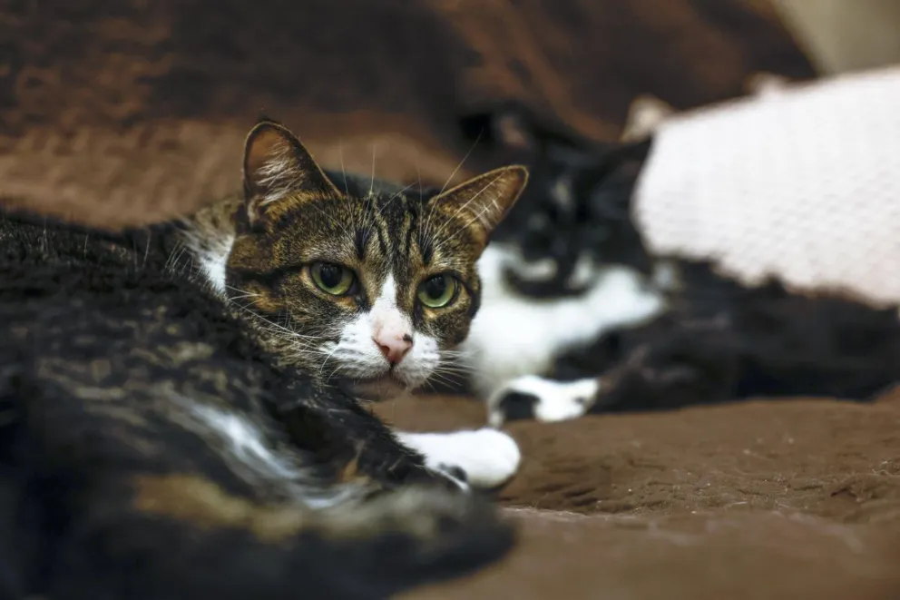 El Parlamento Europeo dio luz verde este martes a la primera legislación comunitaria para mejorar el bienestar de perros y gatos, que incluye la obligación de identificar a todos con un microchip y registrarlos en bases de datos. Foto: EFE 