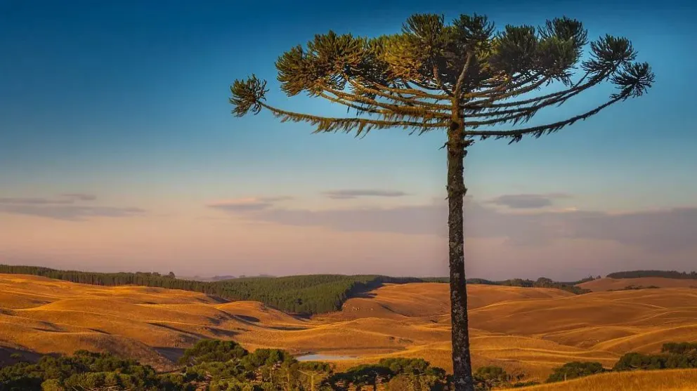 Foto: agustavop / iStock