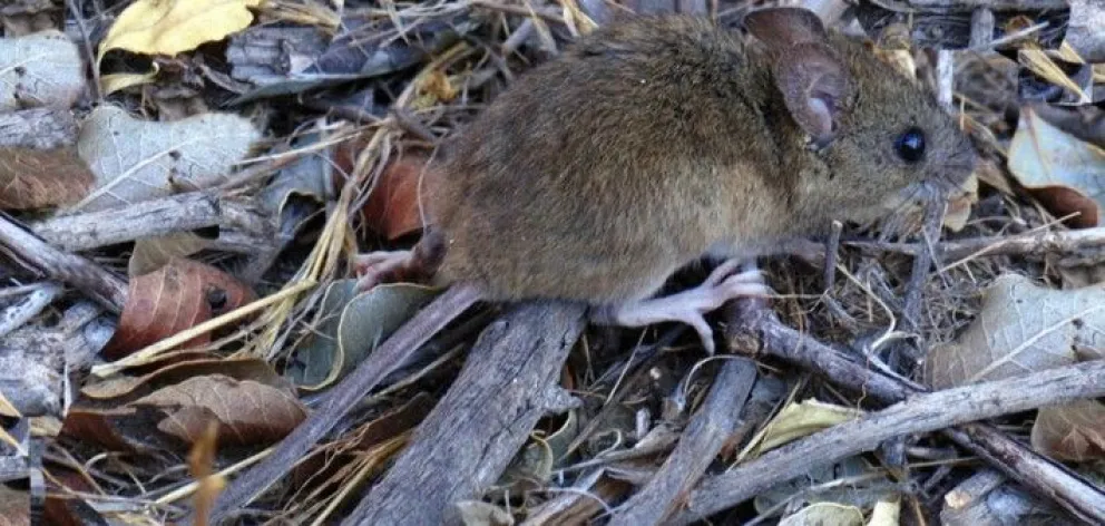 La transmisión del hantavirus ocurre a través del contacto con fluidos de roedores infectados. Foto: OPS