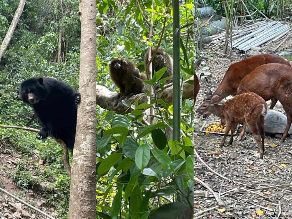 Algunos de los animales que tiene el refugio Senda Verde. Foto: Senda Verde
