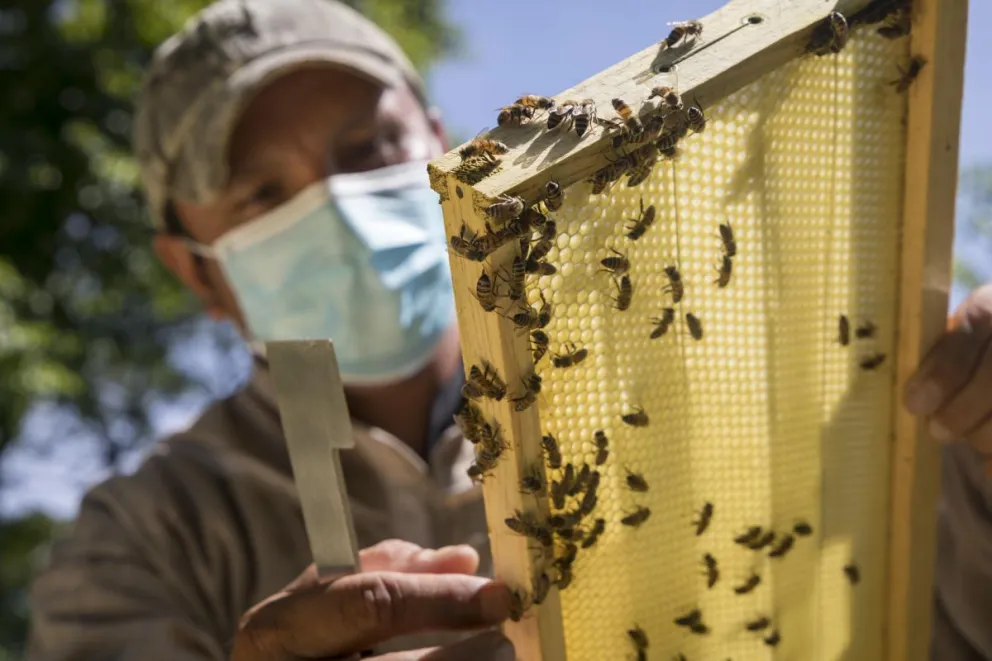 Las abejas son un eje clave para la seguridad alimentaria de América Latina y el Caribe, una región golpeada por los déficits nutricionales y el avance voraz de la pérdida de biodiversidad que fragmenta los hábitats de esos "nobles animales". Foto: EFE