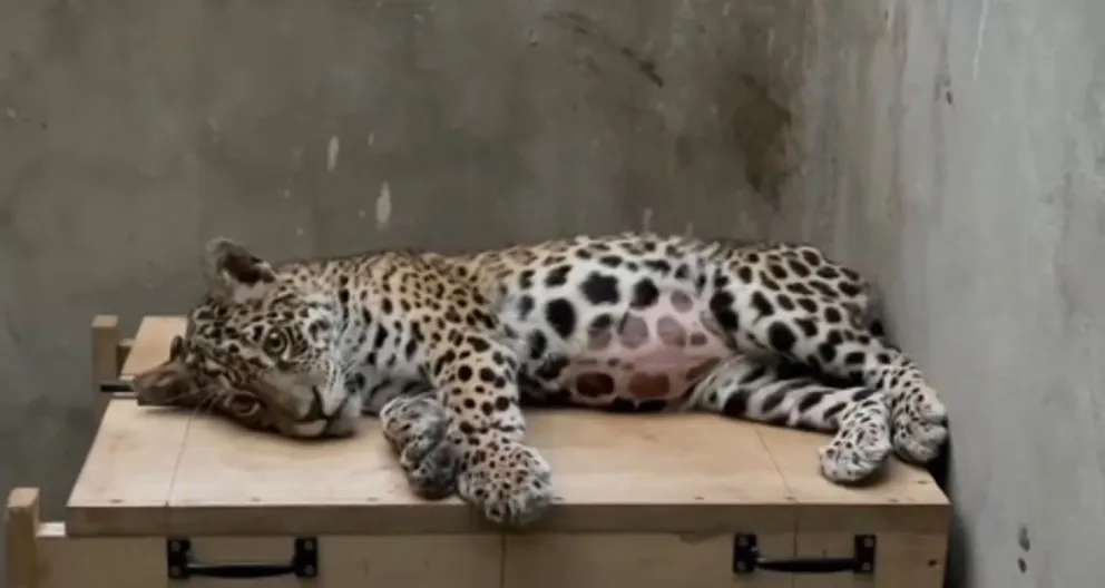 Shiva, la jaguar rescatada tras recibir más de 90 perdigones, necesita ser trasladada de emergencia a La Paz para continuar su tratamiento. Foto: ABI