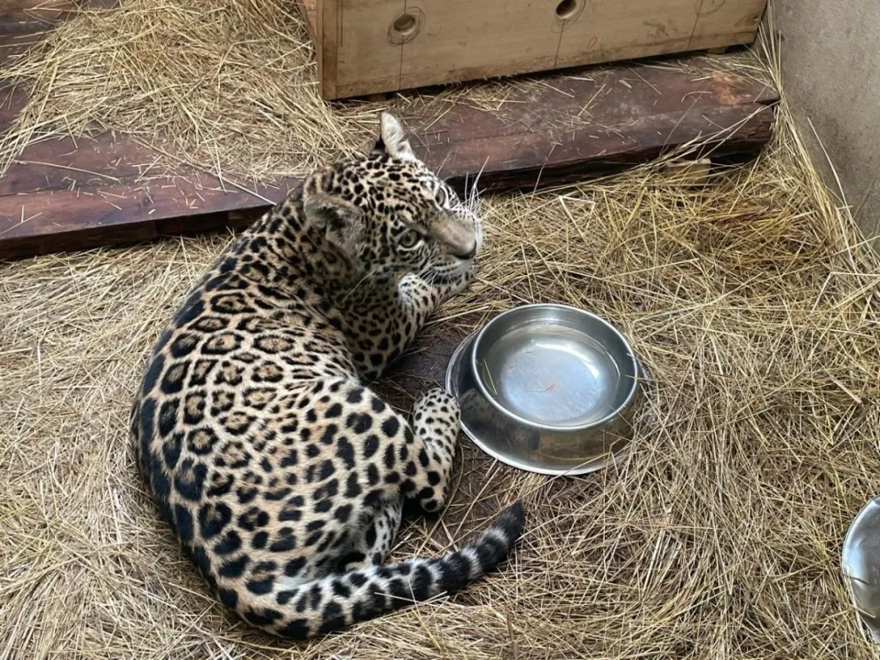 Shiva, la jaguar de nueve meses, necesita atención médica. Foto: Senda Verde