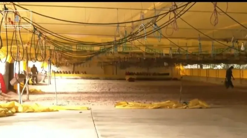 Avicultores de Cochabamba se quedan sin pollos. Foto: Red Uno