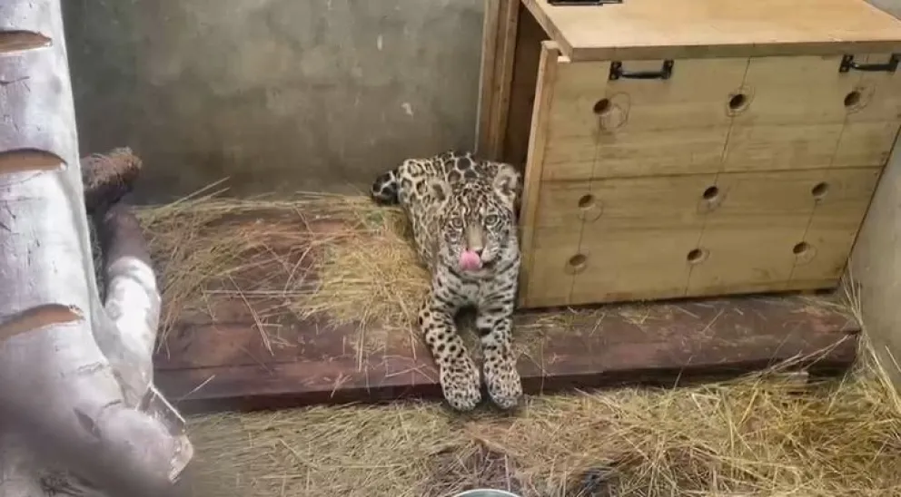 Shiva, la jaguar de siete meses ya pudo ser trasladada a La Paz. Foto: Senda Verde.