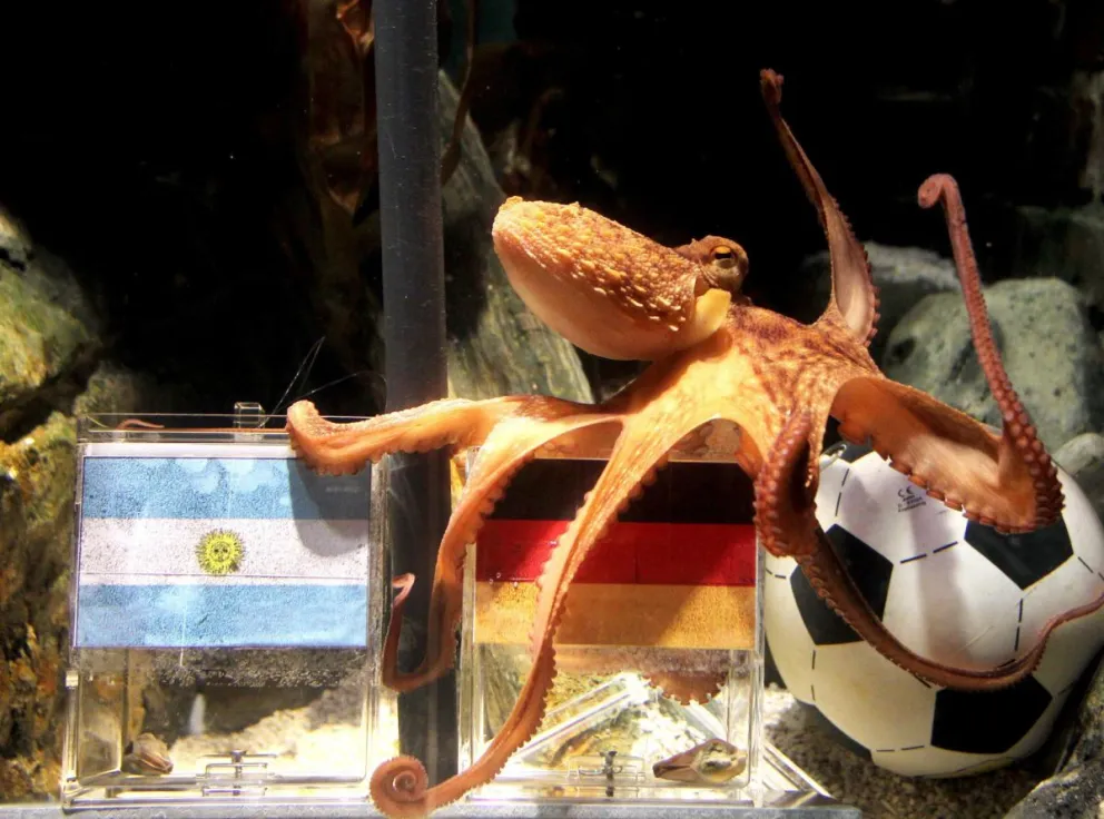 junio de 2010, el pulpo 'Paul' en su pecera en el acuario Sea Life de Oberhausen (Alemania). Foto: EFE