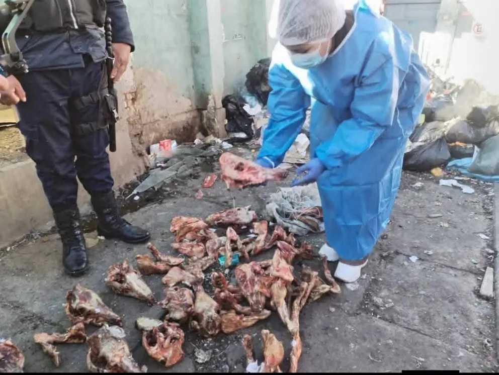 Hallazgo de cráneos y restos óseos presuntamente de burro en contenedores de basura. Foto: GAMEA