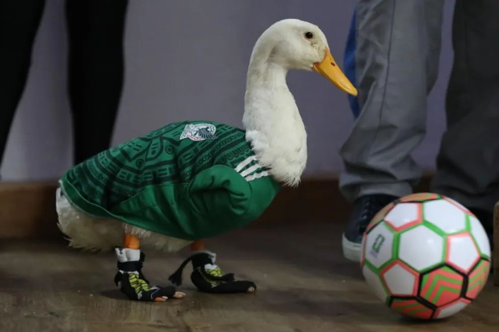 El pato Merlín posa con una pelota de fútbol en Ciudad de México. Foto: EFE