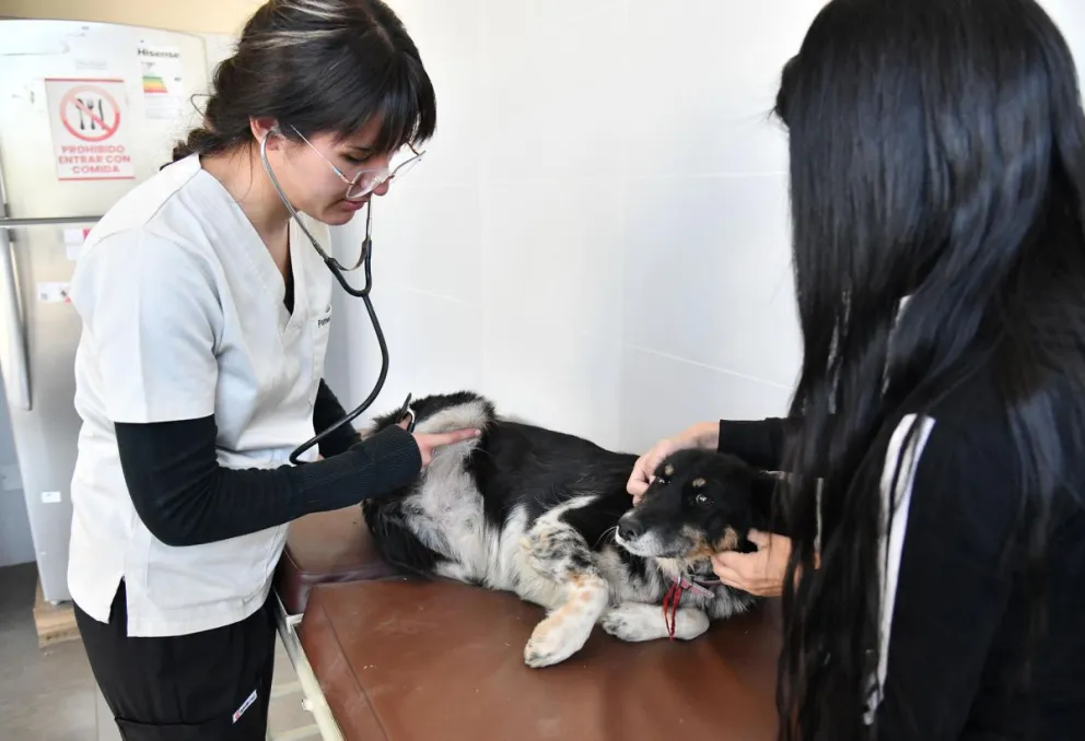 Una médico veterinaria fue captada el pasado 19 de junio al revisar a un perro en la Clínica Veterinaria Municipal de Cochabamba (Bolivia). Foto: EFE