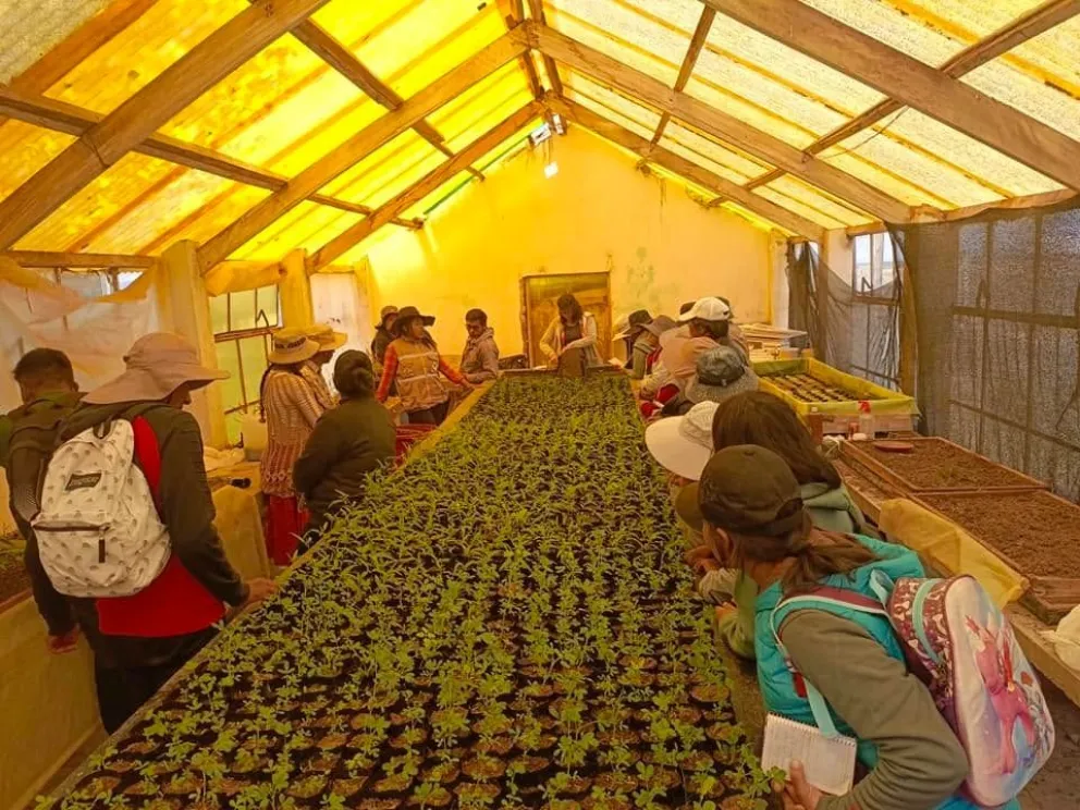 Uno de los cultivos instalados con manejo responsable de residuos y enfoque de una alimentación saludable. Foto: UMSA