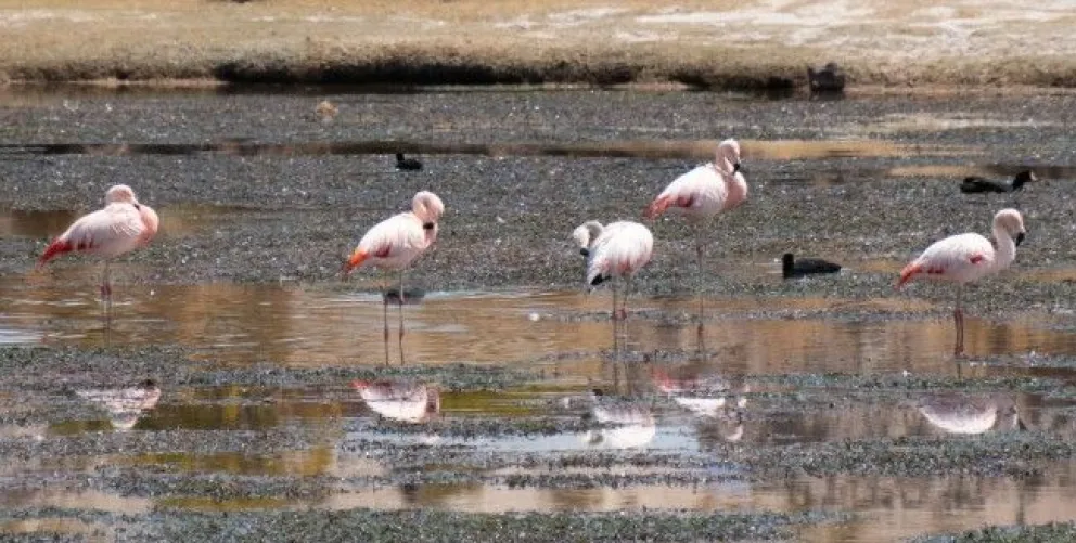 Flamencos en San Antonio de Esmoruco. Fotografía: Nelson Fernández