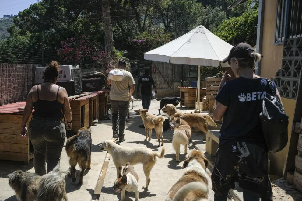 El refugio BETA Lebanon, en las montañas de Bdadoun, Líbano, acoge a más de 1.500 animales, entre ellos cientos de perros y gatos rescatados de zonas bombardeadas por Israel durante la guerra de 2024 y la ofensiva reanudada el pasado marzo. Foto: EFE 