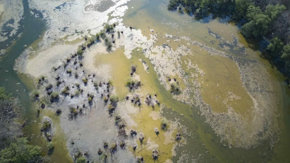 Los manglares de la zona de Bajamar en Puntarenas, los cuales han perdido la mayoría de agua por las altas temperaturas que llegan a los 40 grados, en San José (Costa Rica). Foto: EFE